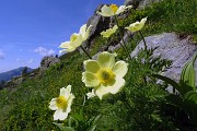 24 Fiori di pulsatilla alpina sulfurea